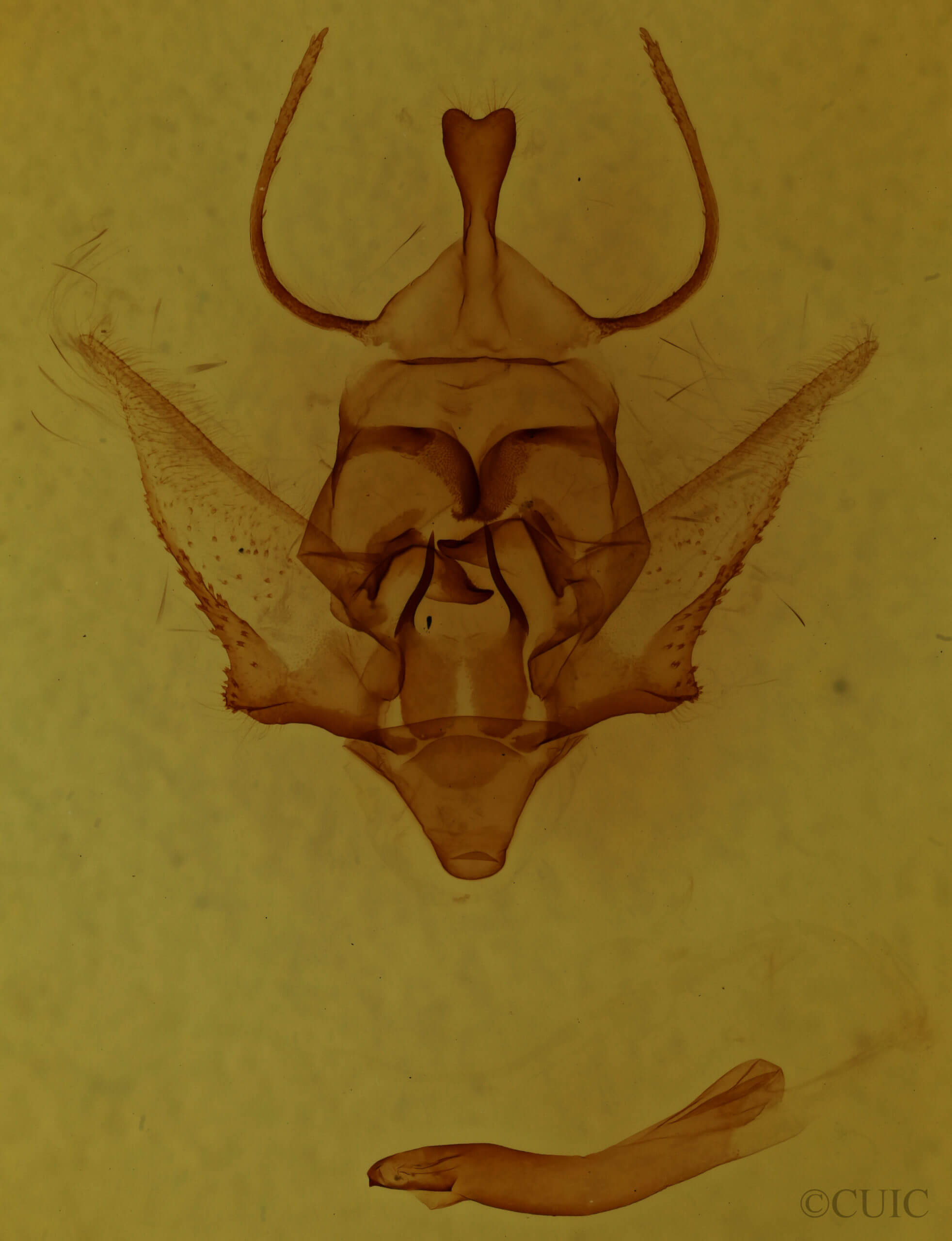 genitalia view of adult Apatelodes nina