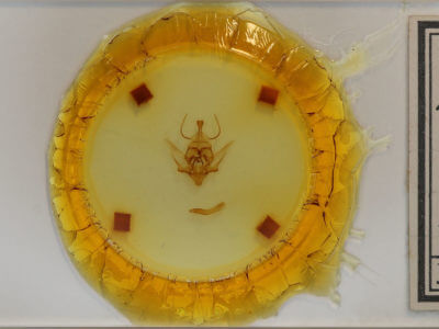 slide view of adult Apatelodes nina