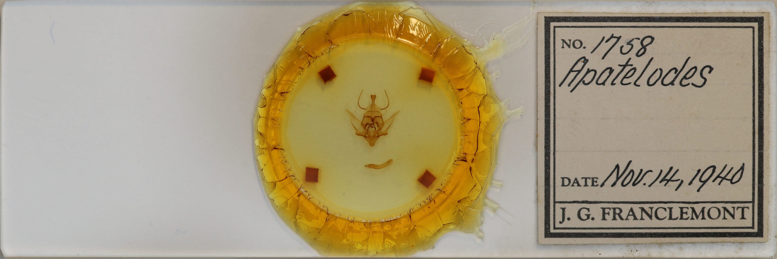 slide view of adult Apatelodes nina
