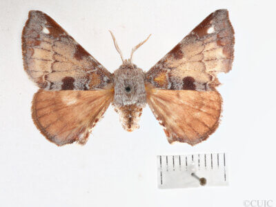 dorsal view of adult Apatelodes nina
