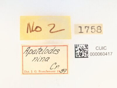 label view of Apatelodes nina