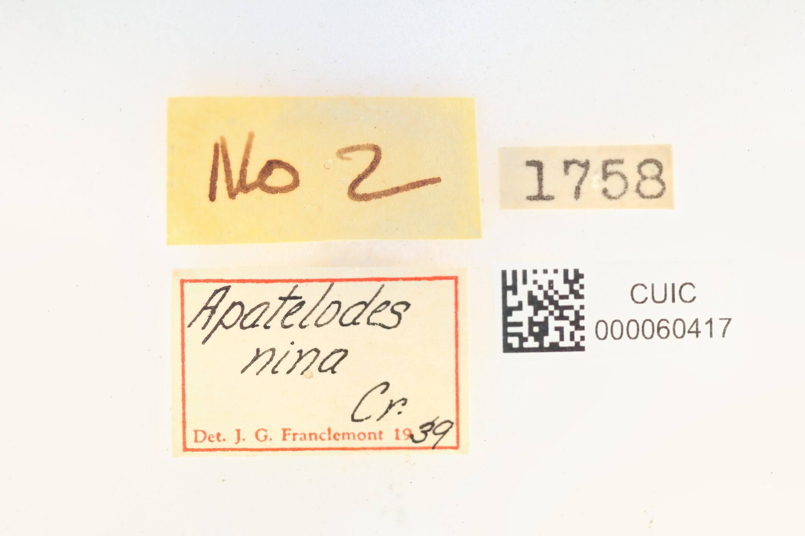 label view of Apatelodes nina