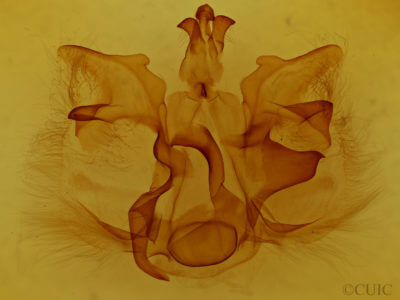 genitalia view of adult Pentobesa poecila