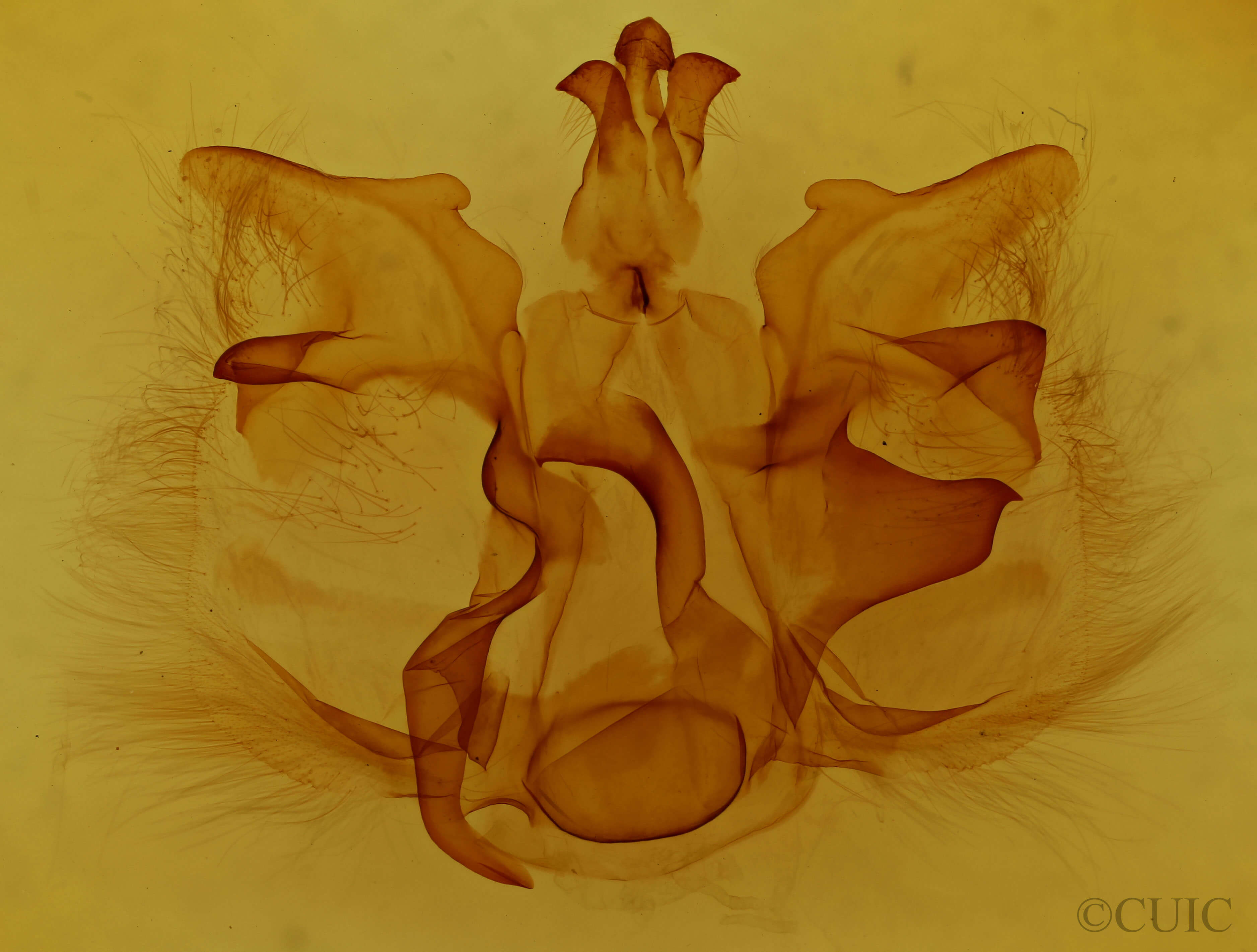genitalia view of adult Pentobesa poecila