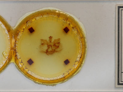 slide view of adult Pentobesa poecila