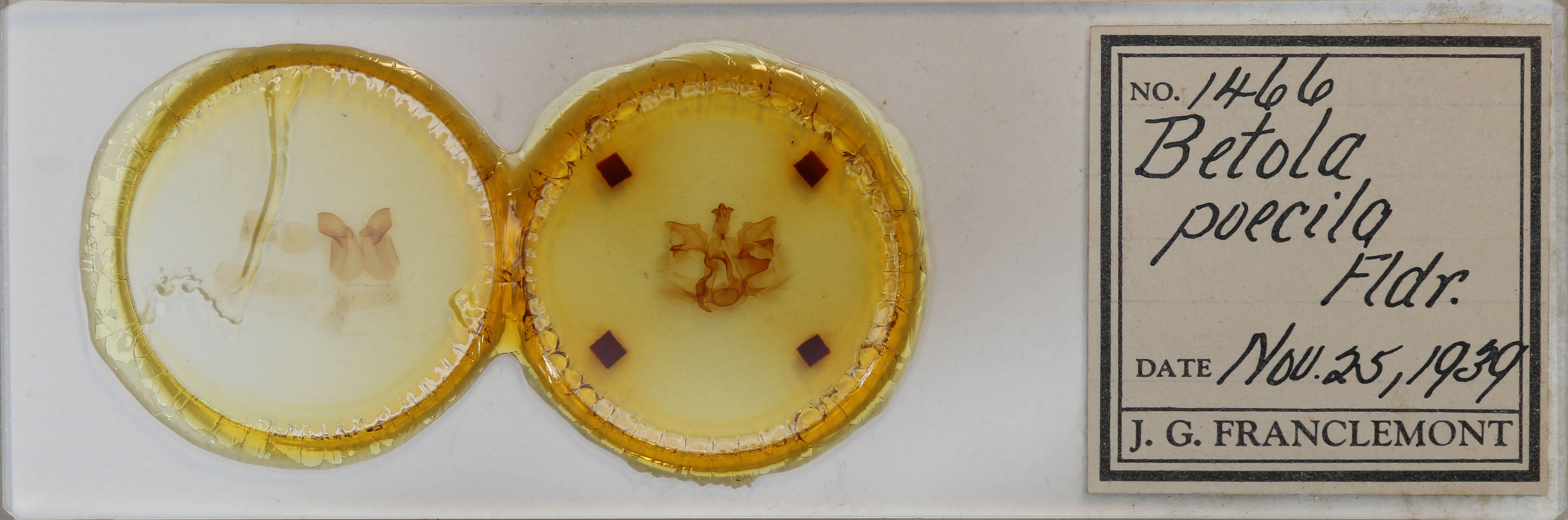 slide view of adult Pentobesa poecila