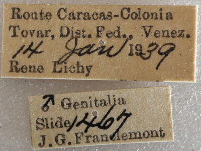 label view of adult Pentobesa poecila