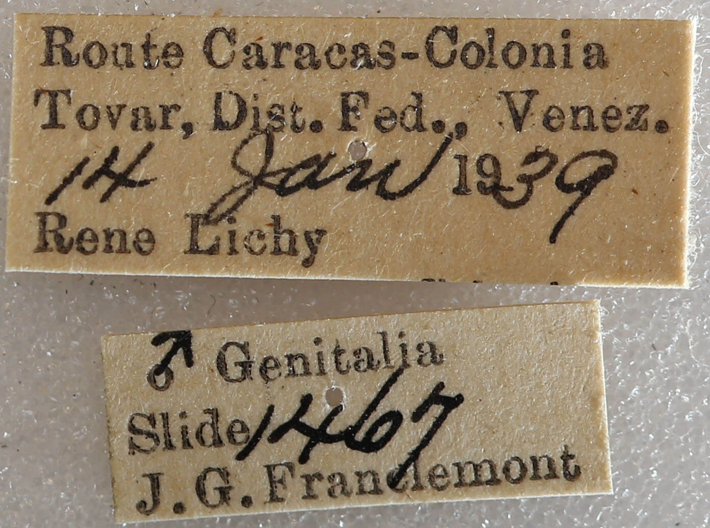 label view of adult Pentobesa poecila