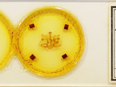 slide view of adult Pentobesa poecila