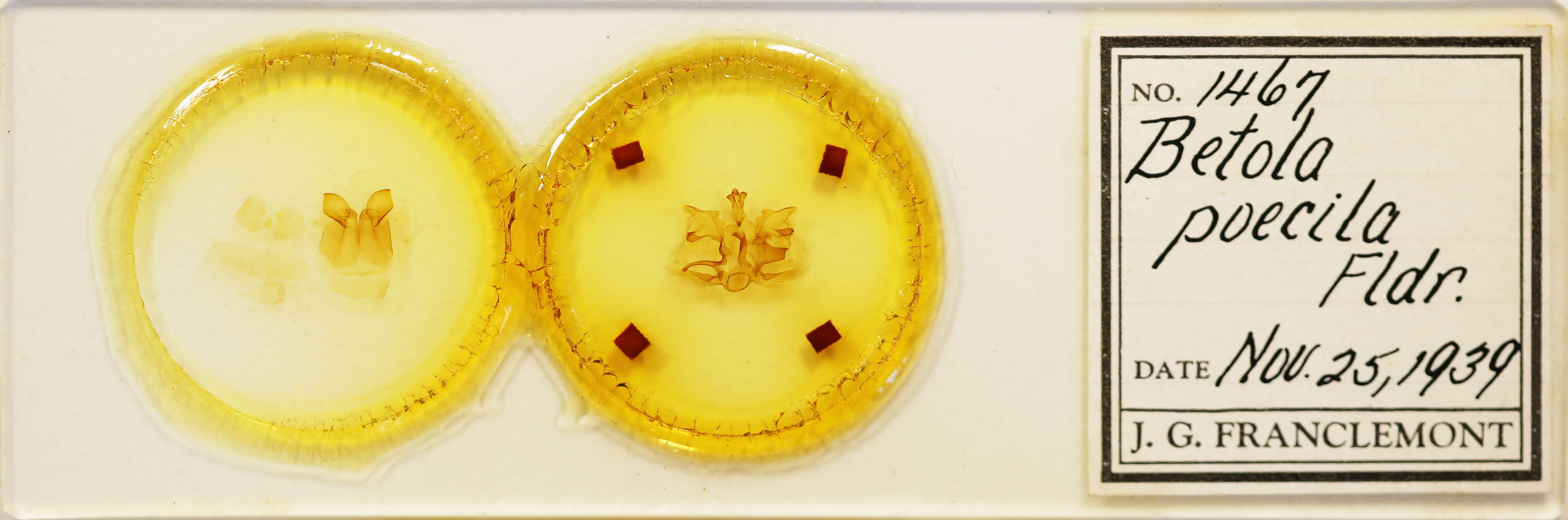 slide view of adult Pentobesa poecila