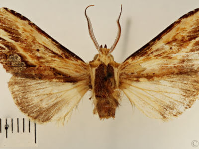 dorsal view of adult Pentobesa poecila