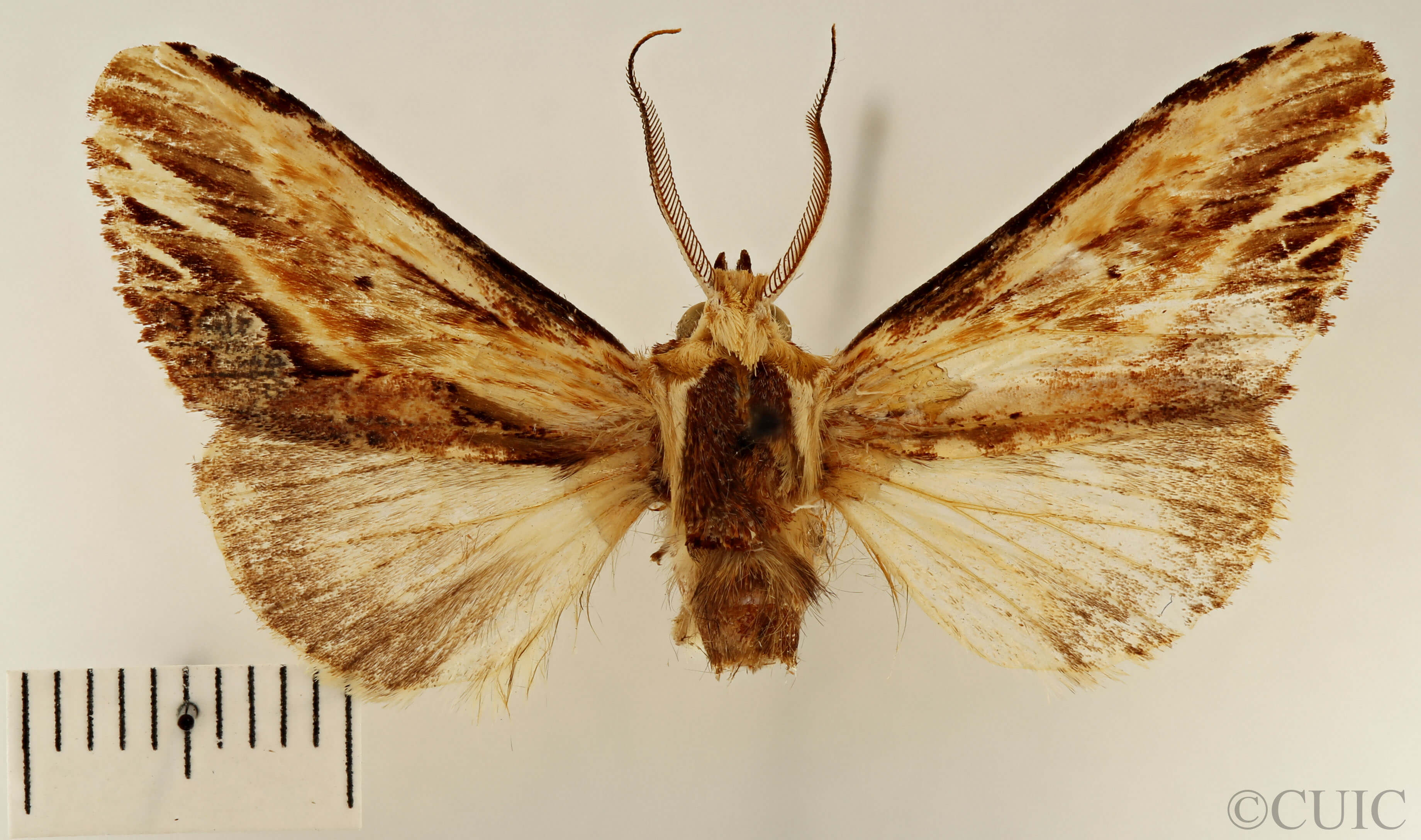 dorsal view of adult Pentobesa poecila