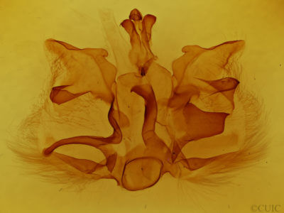 genitalia view of adult Pentobesa poecila
