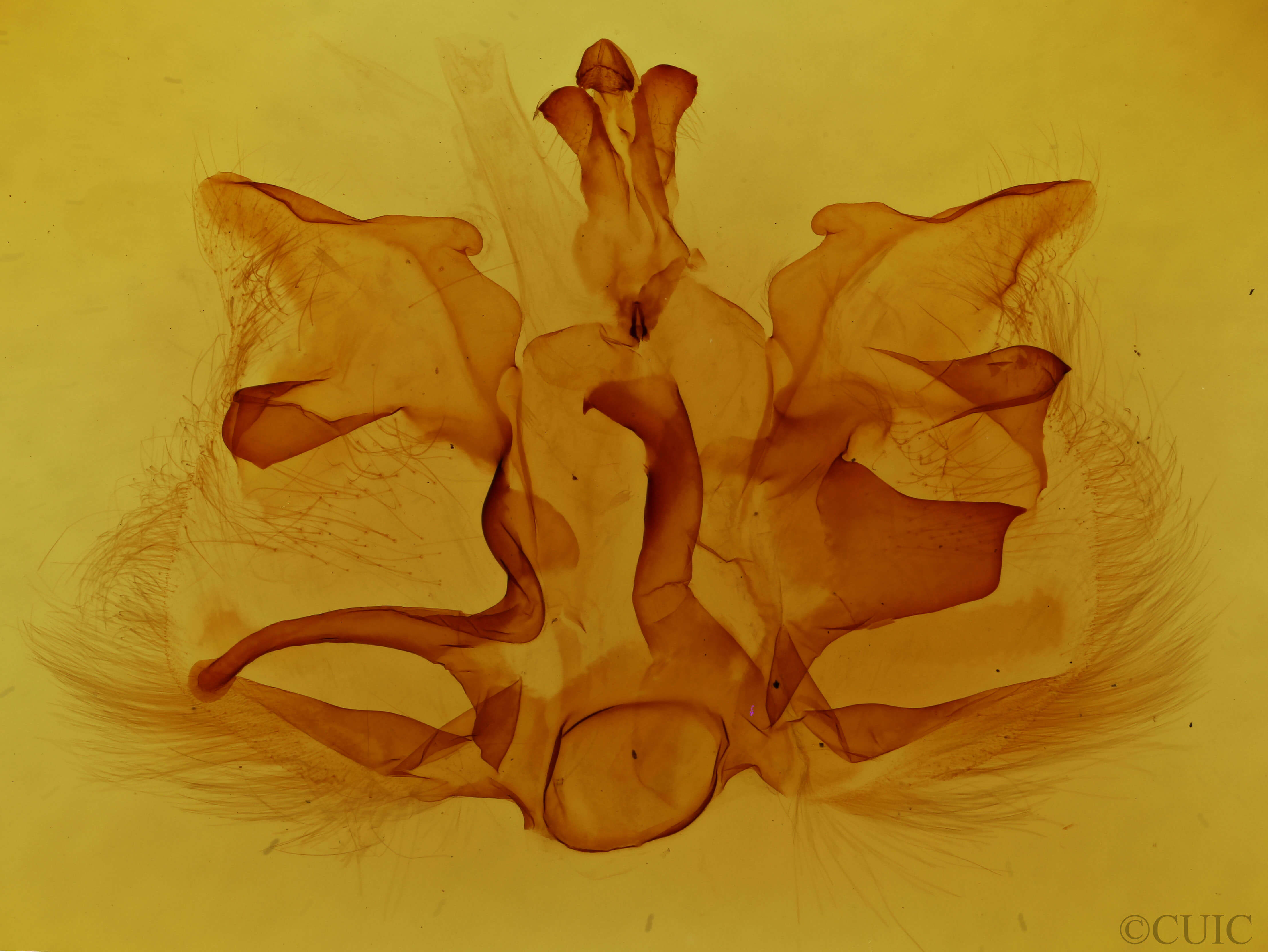 genitalia view of adult Pentobesa poecila