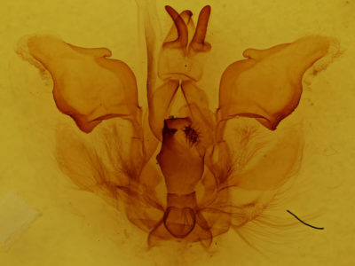 genitalia view of adult Pentobesa typhon