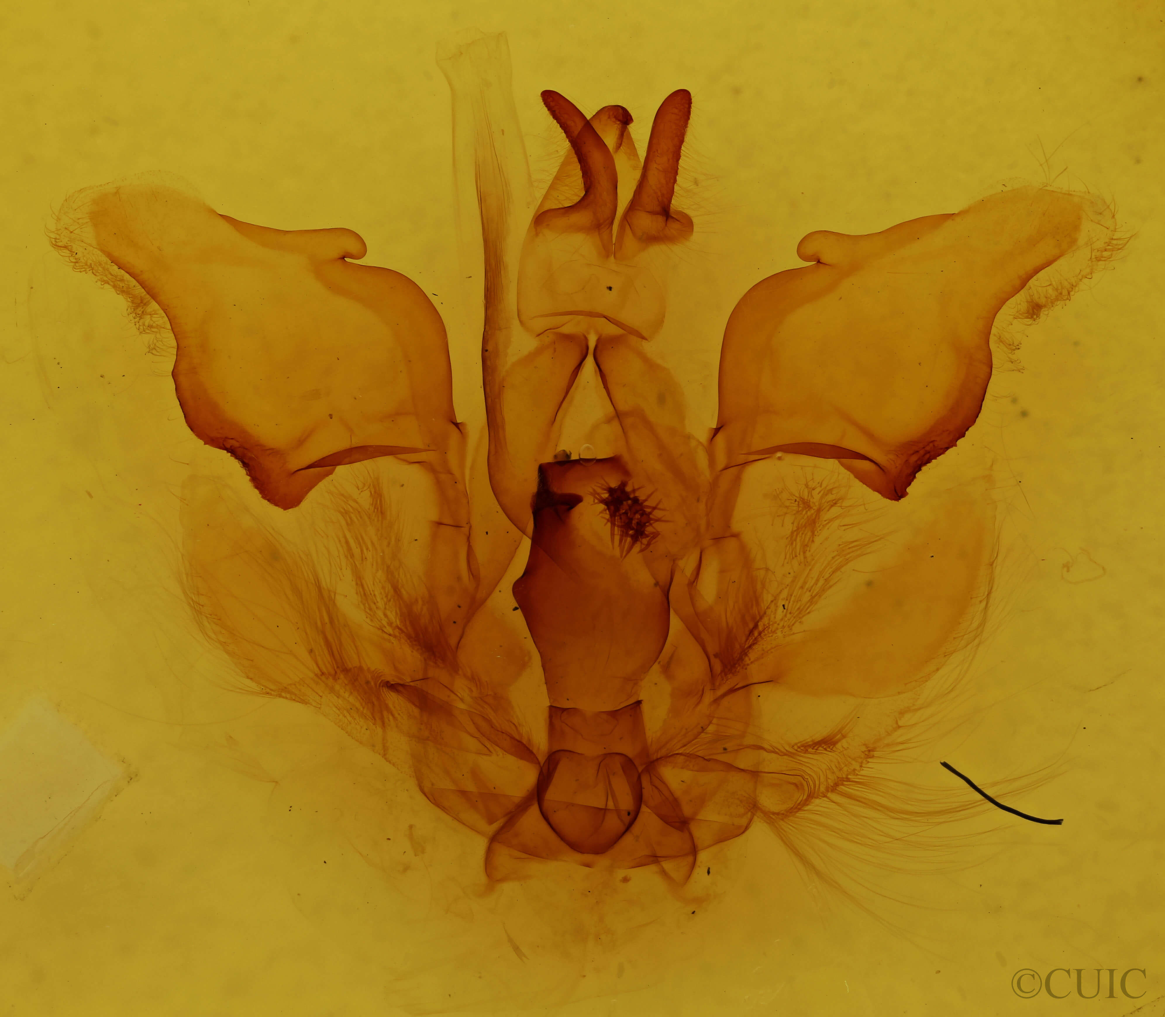 genitalia view of adult Pentobesa typhon