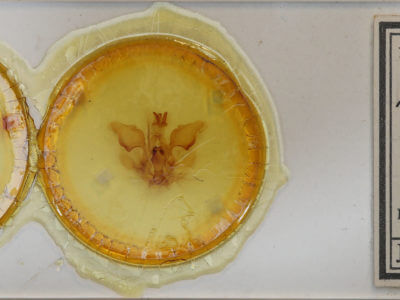 genitalia view of adult Pentobesa typhon