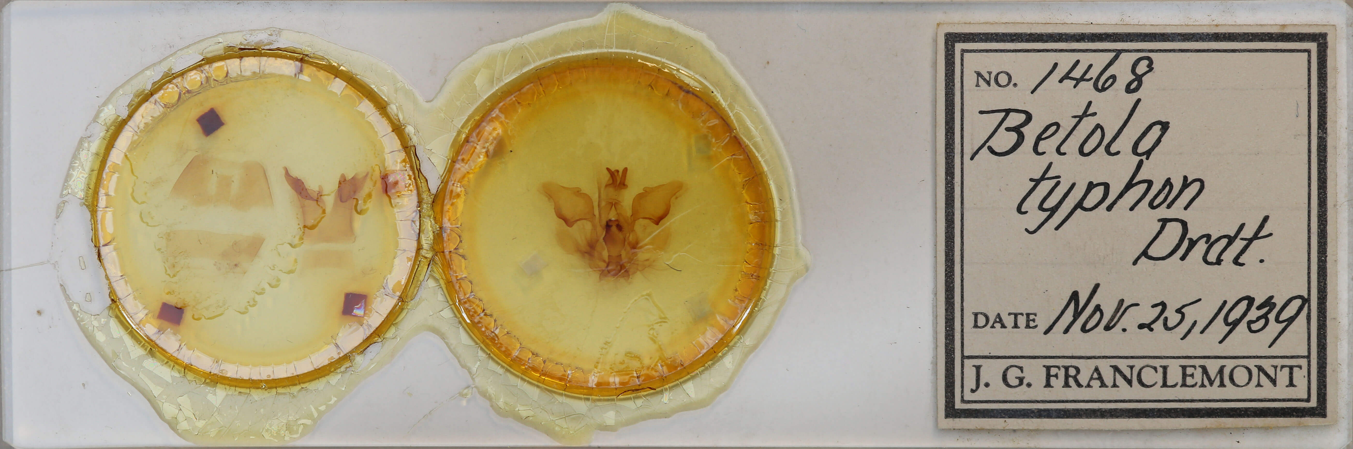 genitalia view of adult Pentobesa typhon