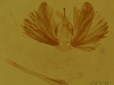 genitalia view of adult Calledapteryx dryopterata