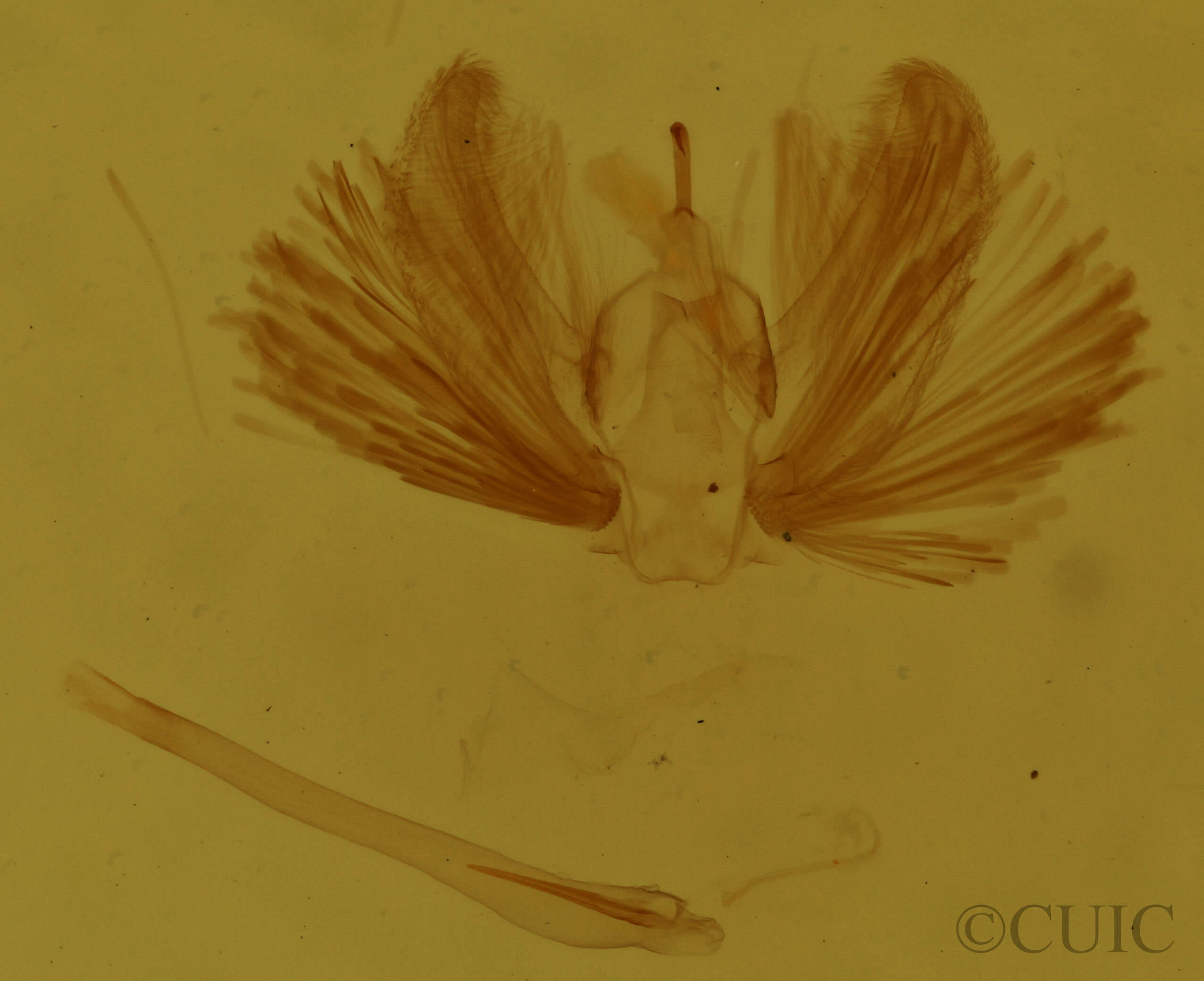 genitalia view of adult Calledapteryx dryopterata