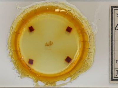 slide view of adult Calledapteryx dryopterata