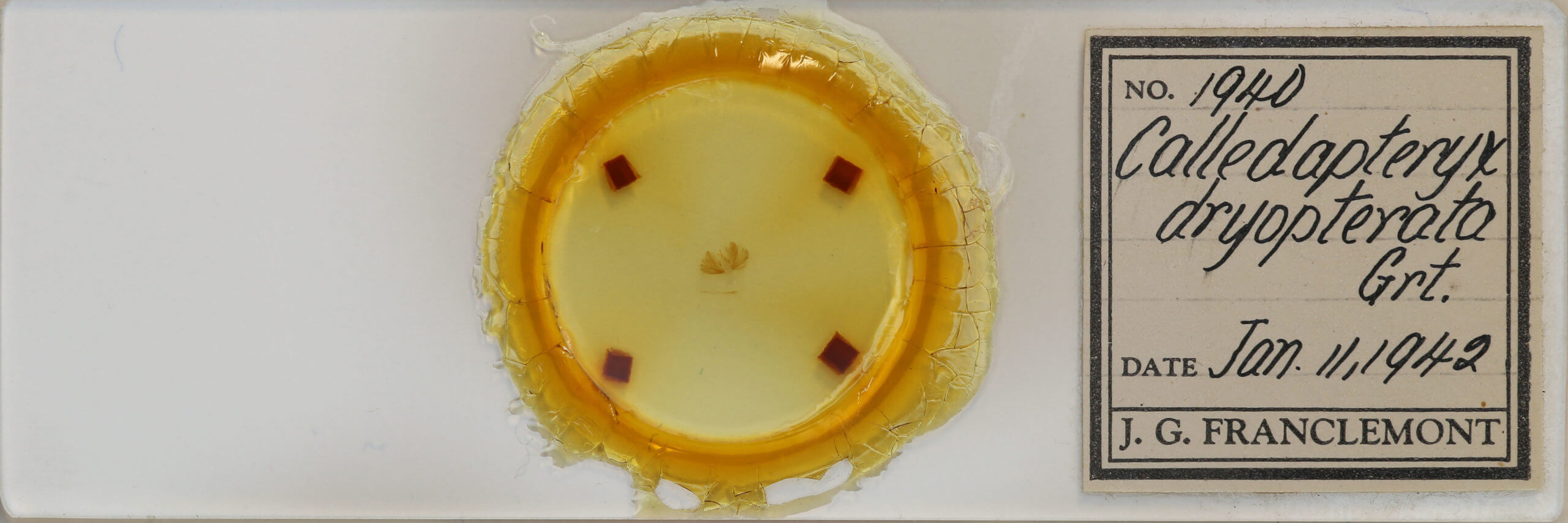 slide view of adult Calledapteryx dryopterata