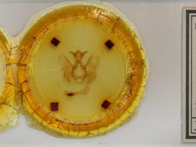 slide view of adult Calledema contingata