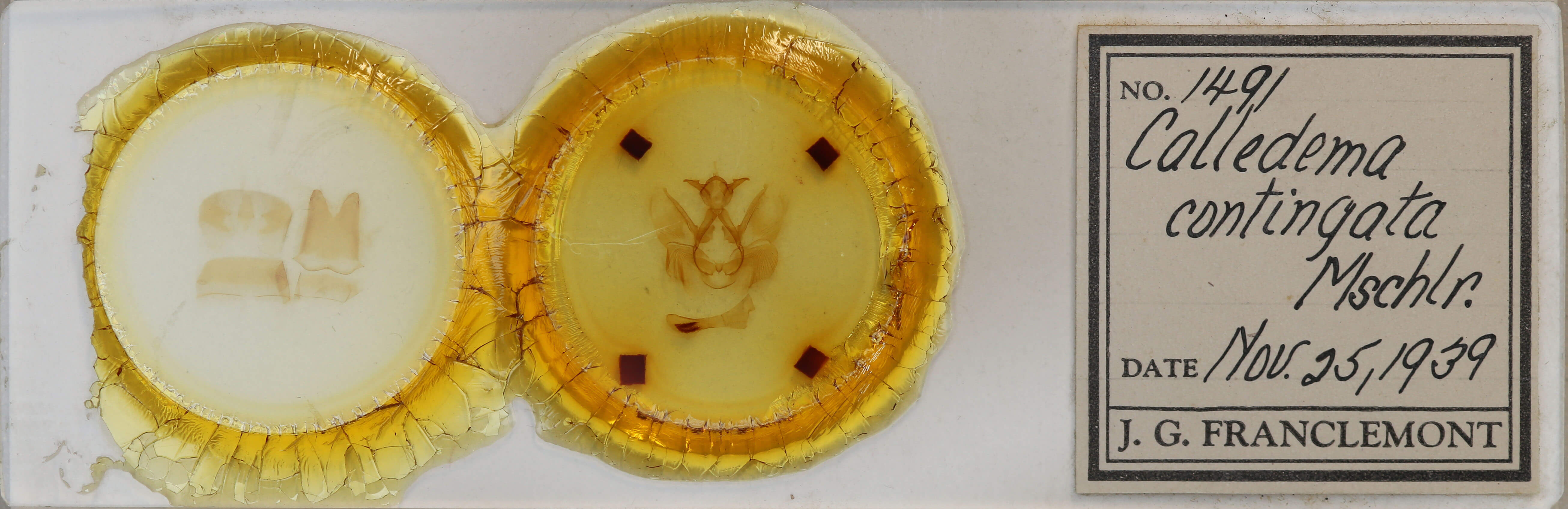 slide view of adult Calledema contingata