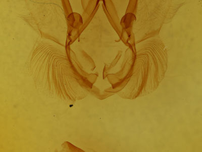 genitalia view of adult Calledema plusia