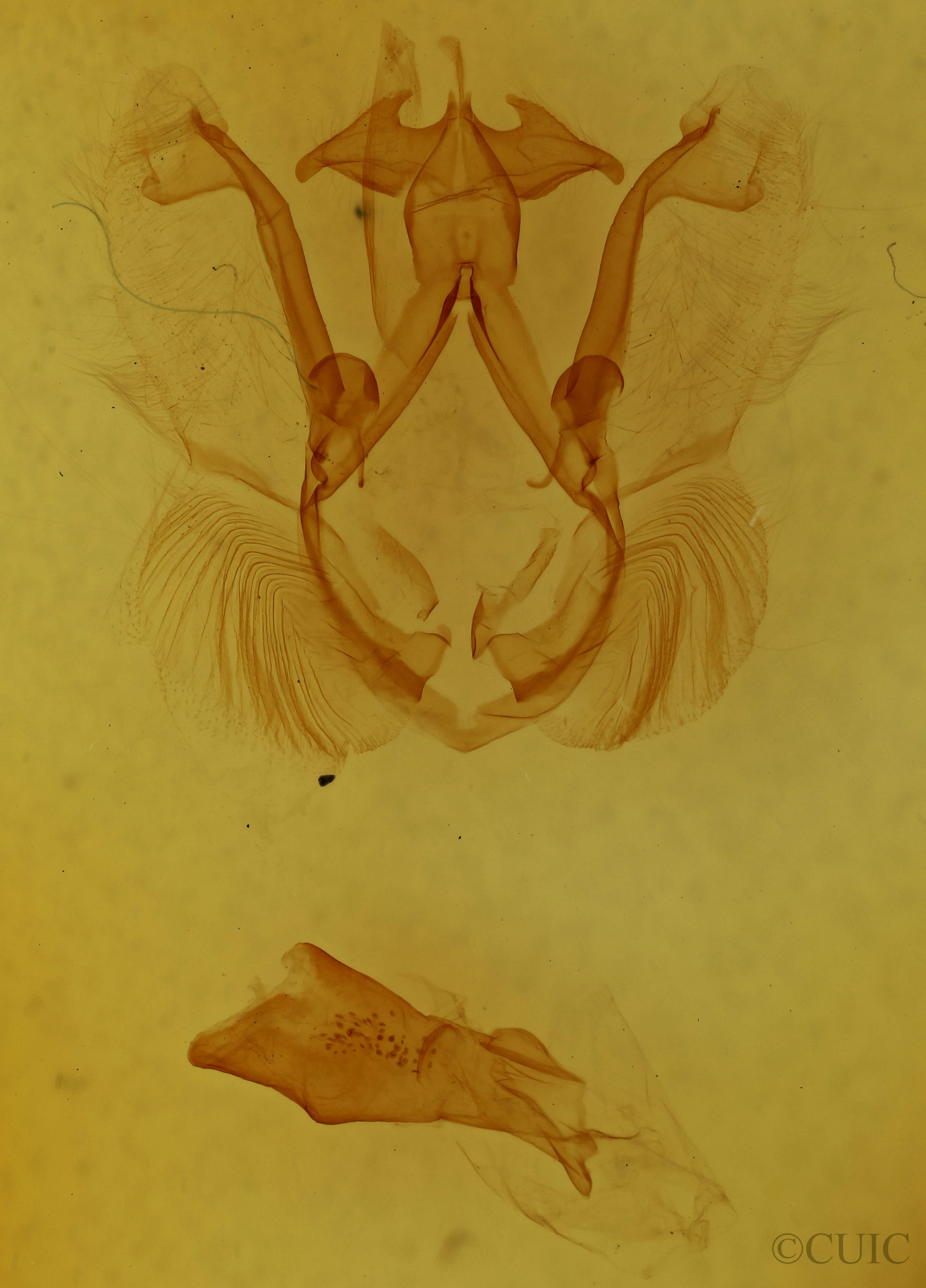 genitalia view of adult Calledema plusia
