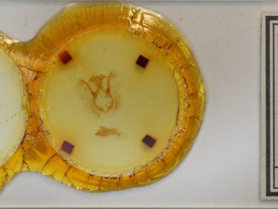 slide view of adult Calledema plusia