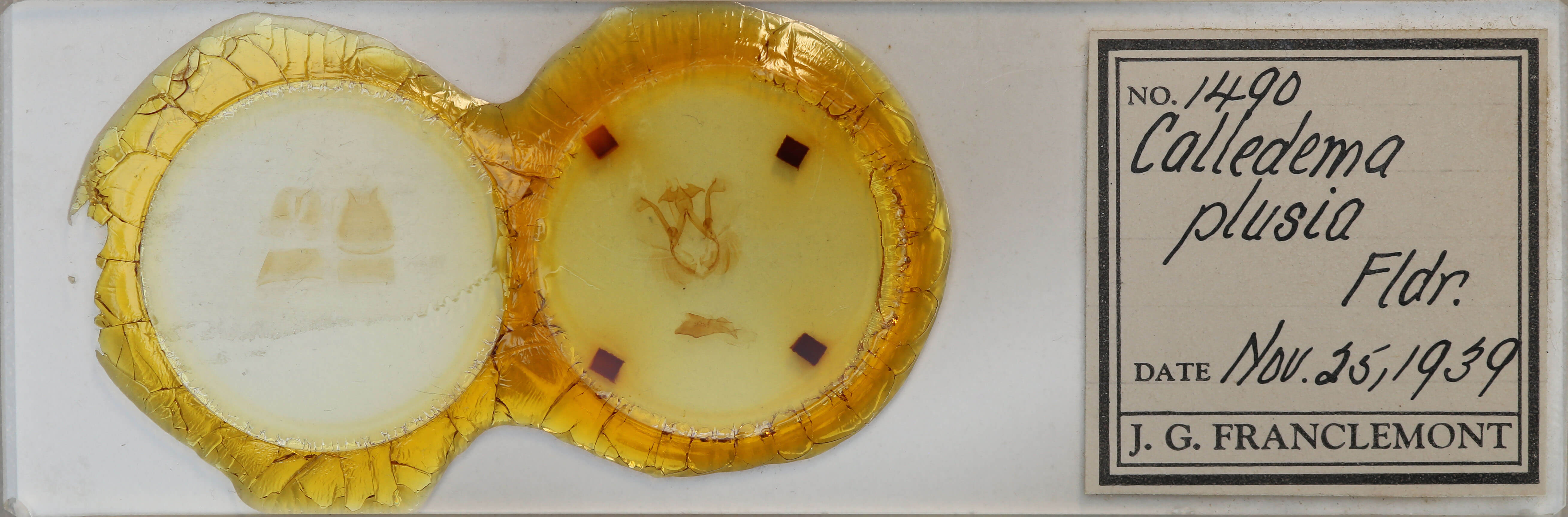 slide view of adult Calledema plusia