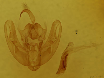 genitalia view of adult Calymniodes conchylis