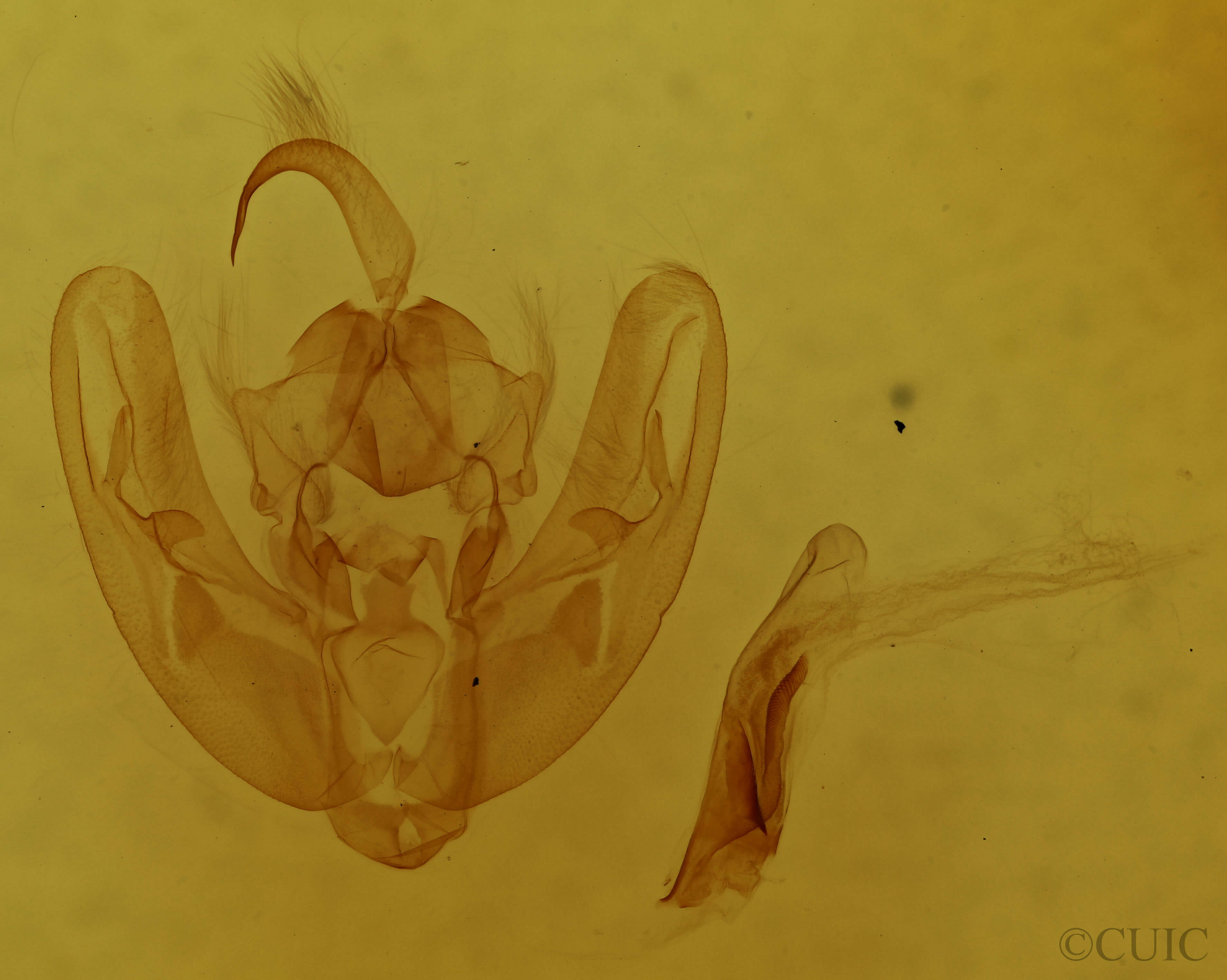 genitalia view of adult Calymniodes conchylis
