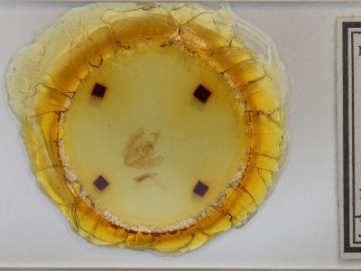 slide view of adult Calymniodes conchylis