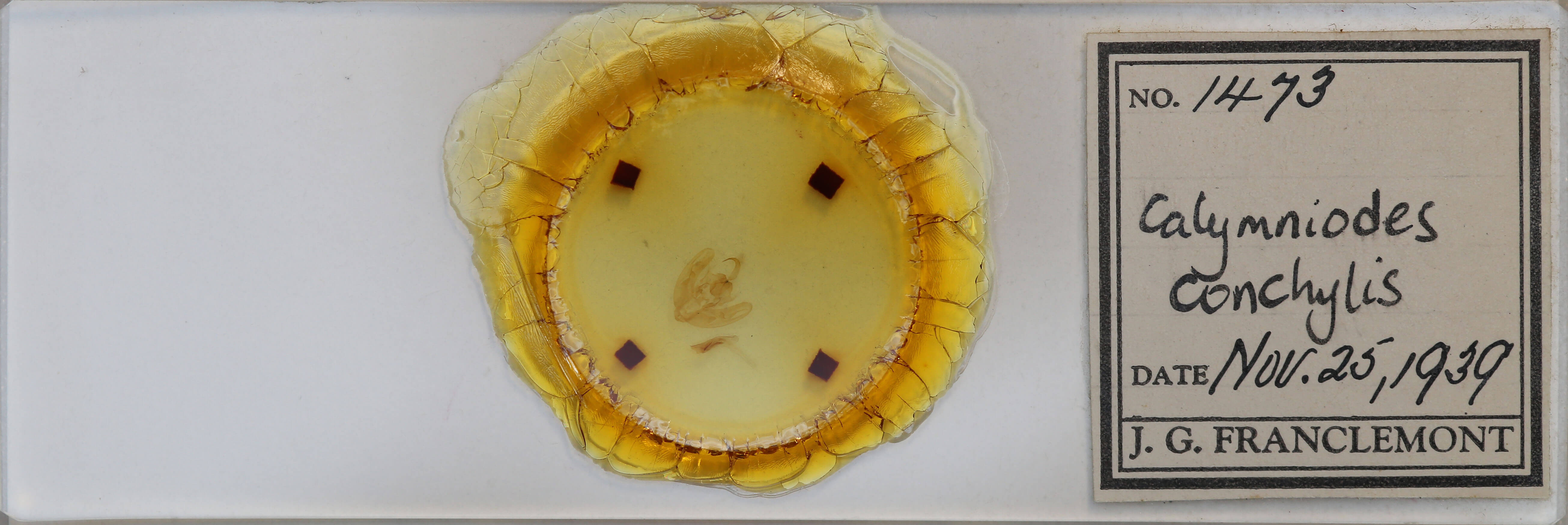 slide view of adult Calymniodes conchylis