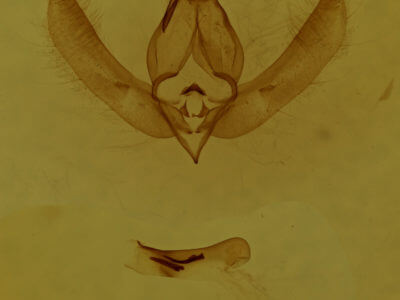 genitalia view of adult Nacna malachitis