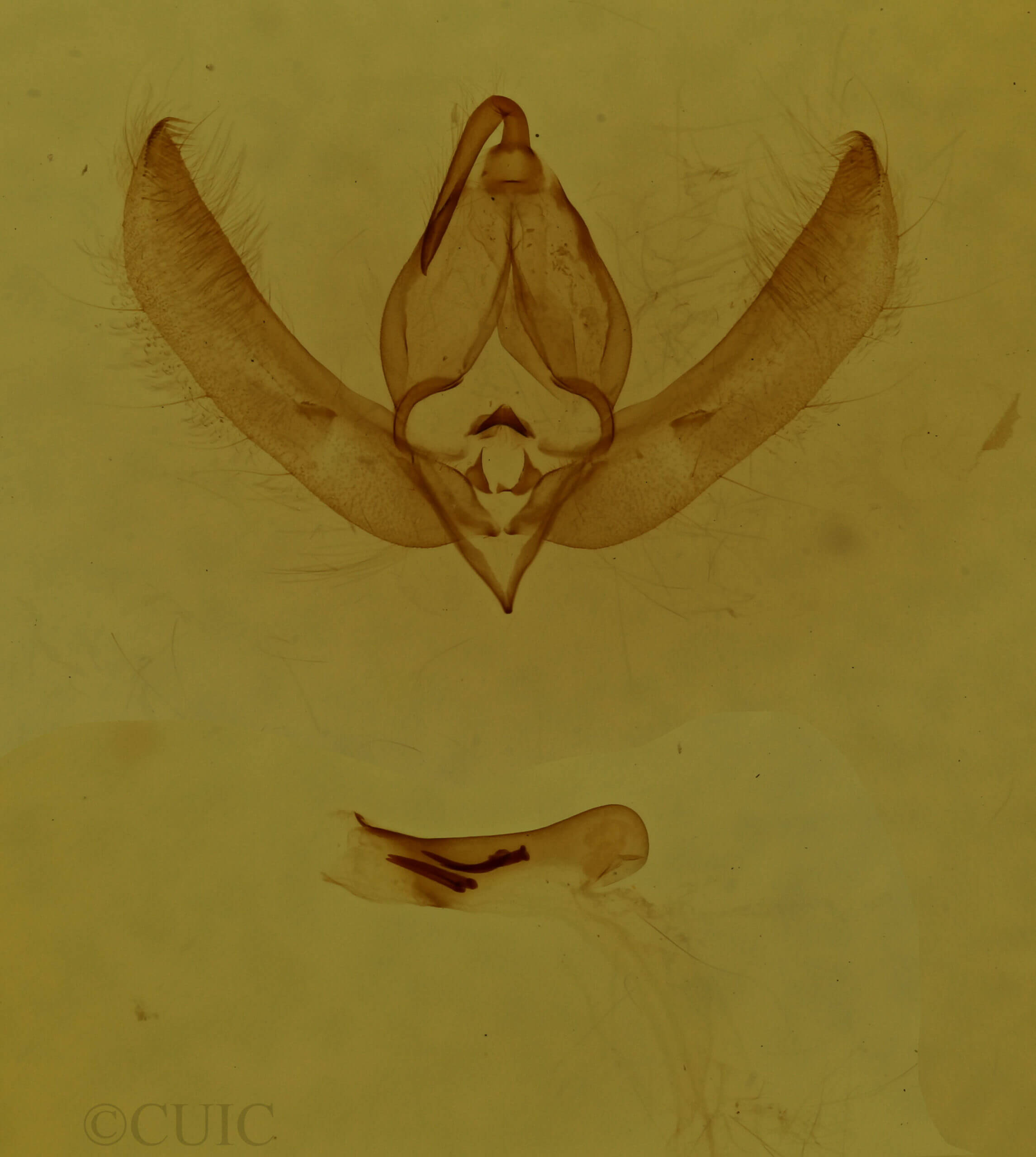 genitalia view of adult Nacna malachitis