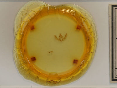 slide view of adult Nacna malachitis