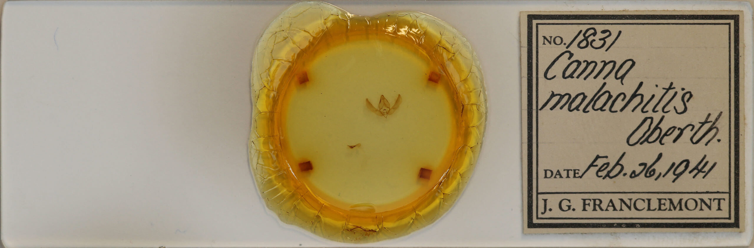 slide view of adult Nacna malachitis