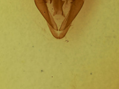 genitalia view of adult Celiptera frustulum