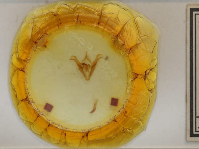 slide view of adult Celiptera frustulum