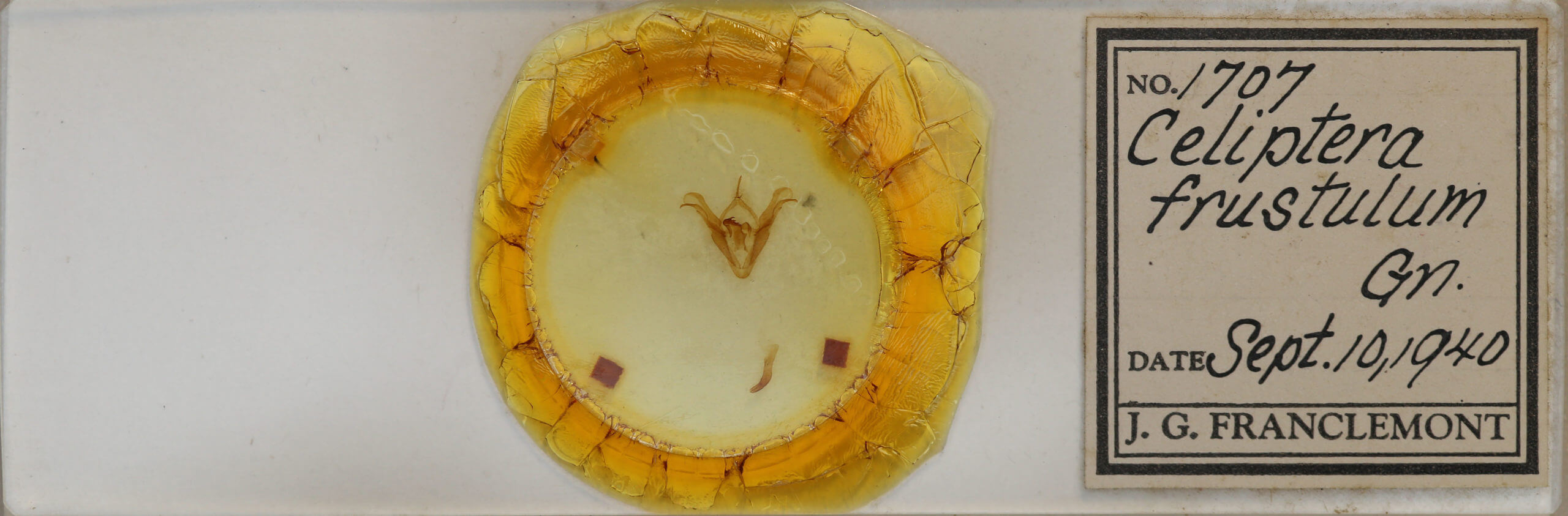 slide view of adult Celiptera frustulum