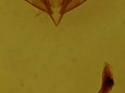 genitalia view of adult Cerma cora