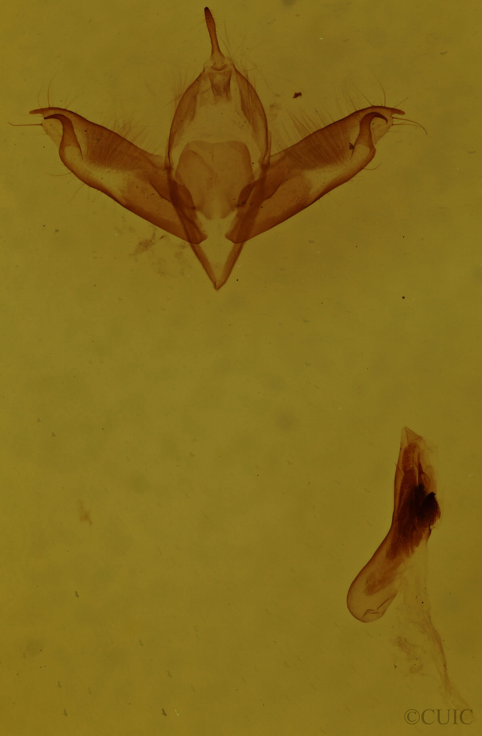 genitalia view of adult Cerma cora