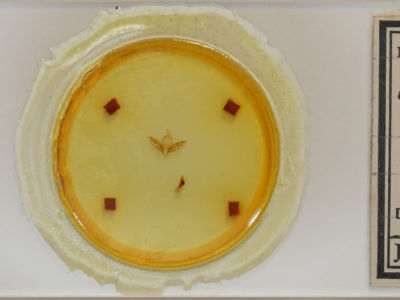 slide view of adult Cerma cora