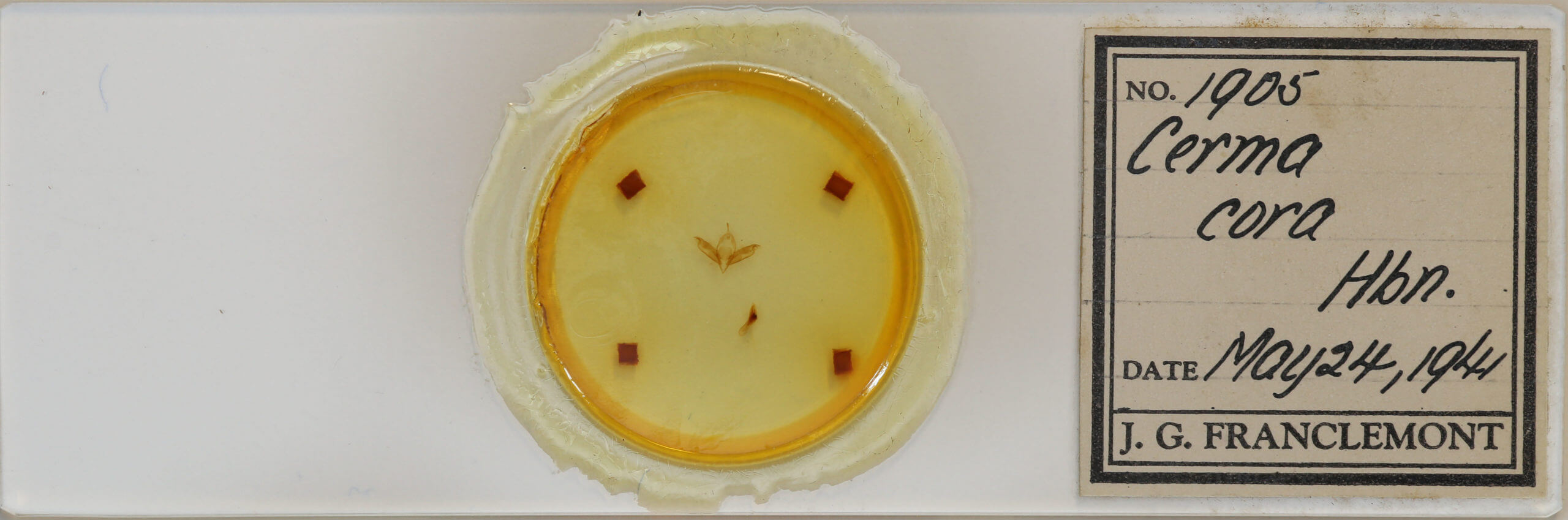 slide view of adult Cerma cora