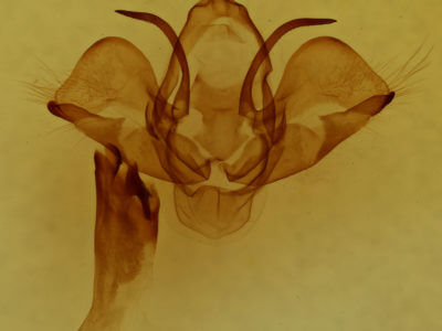 genitalia view of adult Charadra deridens