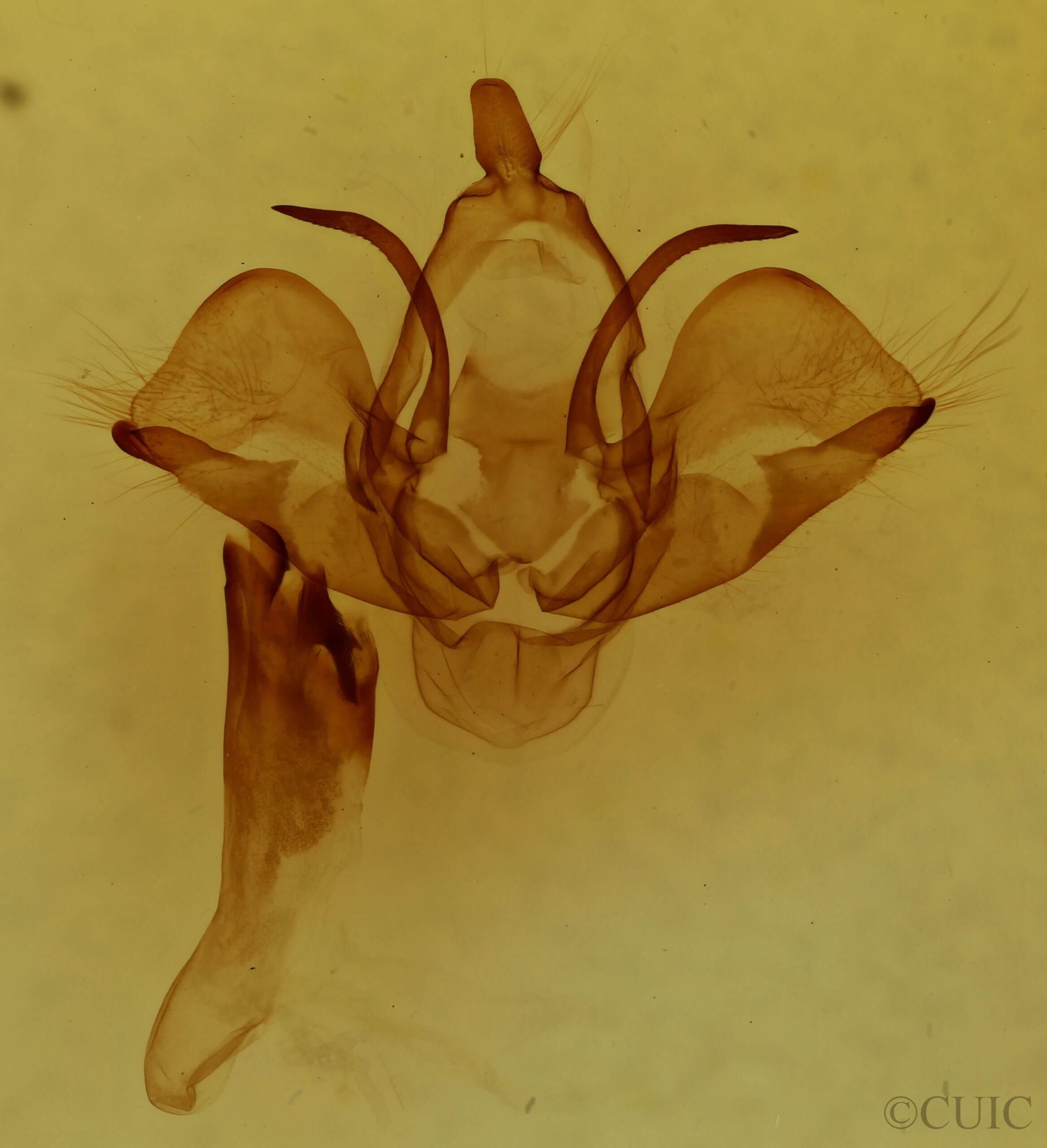 genitalia view of adult Charadra deridens