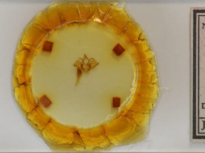 slide view of adult Charadra deridens